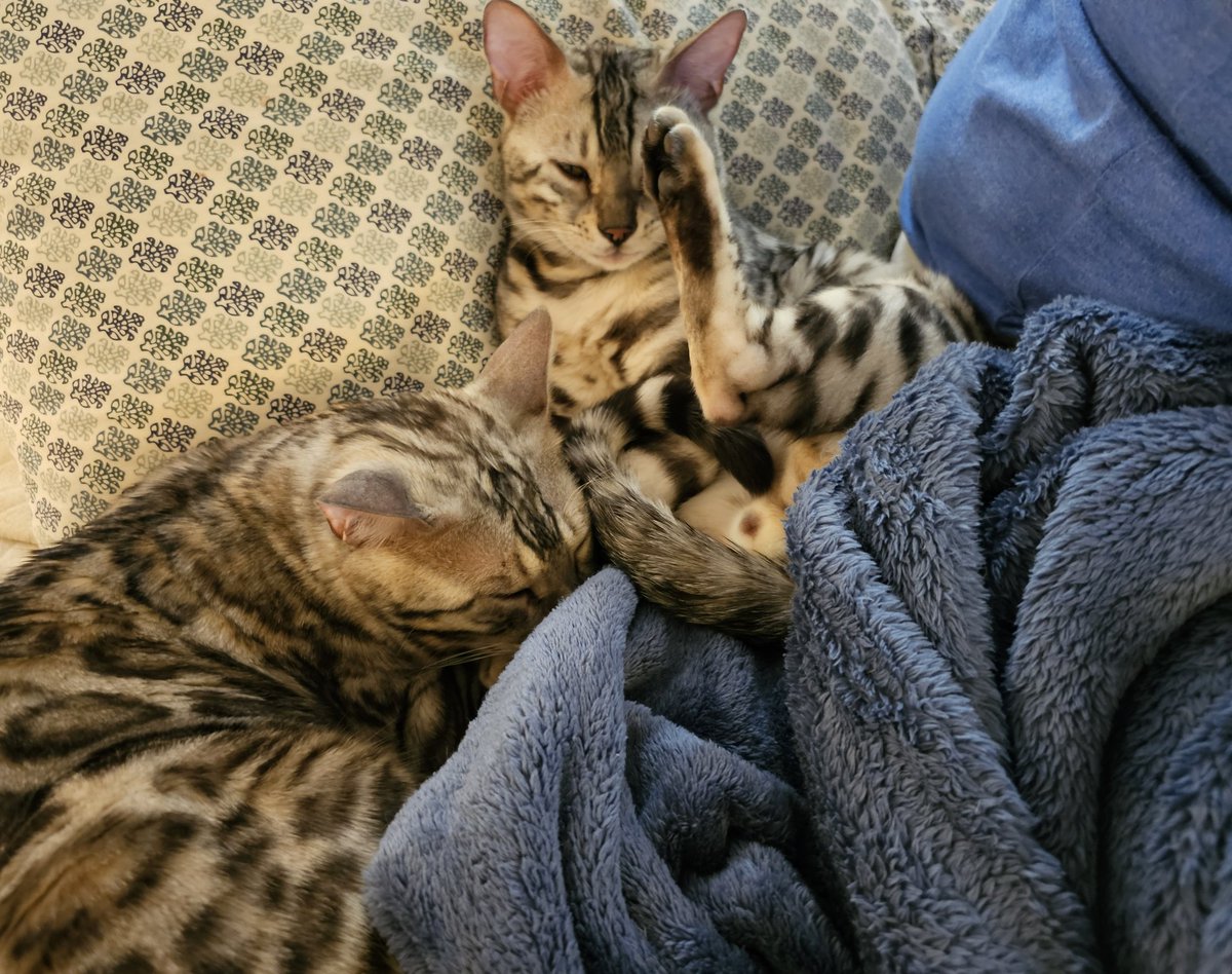 Silver bois has a snuggle. Yes, François false asleep wif his foot up in de air! 😹😹😹❤️❤️❤️
#HappyCaturday 
#Bengalicious 
#CatsOfTwitter #XCats 
#TeamBengal  #TeamBengalForever #BengalCat #LoveNeverDies #WeLoveMewFam