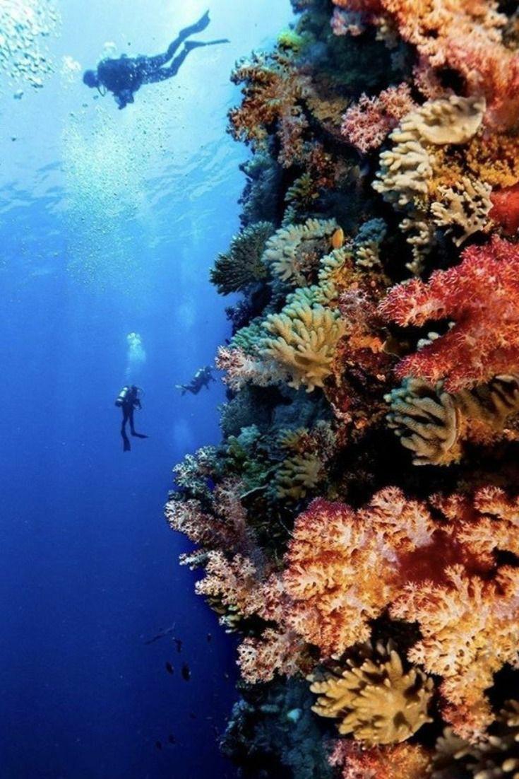 Do you know the world's largest coral reef system?
    A) Great Barrier Reef
    B) Belize Barrier Reef