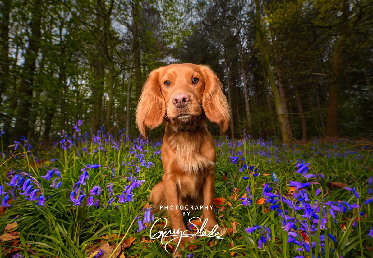 A fabulous start to the weekend with a shoot with the very handsome, and cheeky, Rupert! Spring has finally arrived, I have some weekday availability if you’d like a shoot with #Bluebells making a beautiful carpet! #spring #dog #photography #dogphotographer #yorkshire #colour