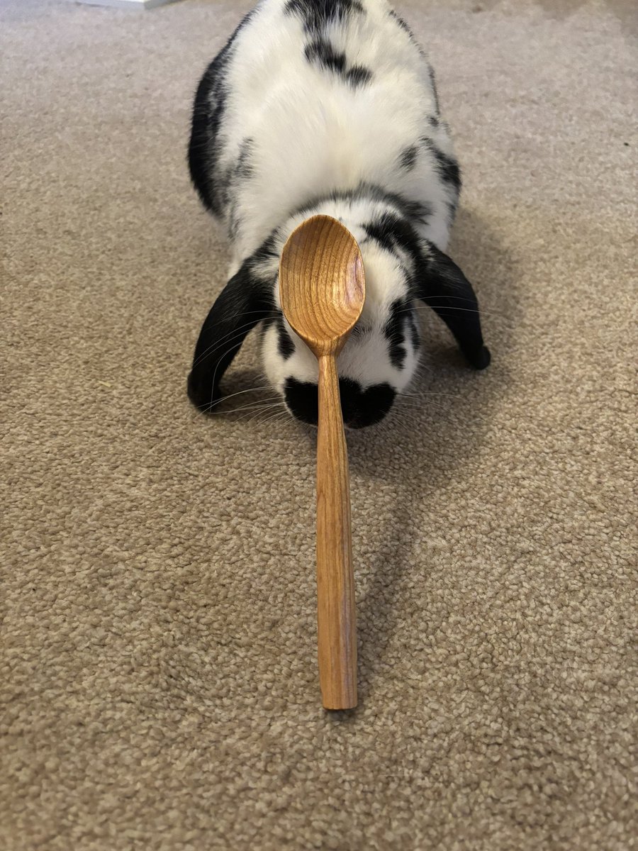 emi_jane1's tweet photo. My latest creation, a spoon carved from Cherry, wonderfully modelled by biscuit 🐰slowly improving 😁 #whittling #spooncarving https://t.co/4A9EuCMzyj