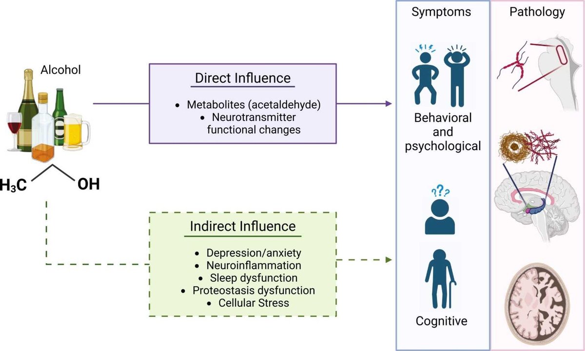 Amazing review on different models to evaluate the combined role of alcohol consumption and serotonergic dysfunction in Alzheimer’s Disease: doi.org/10.1016/j.phrs…
#Alzheimer #alcohol #serotonin #PharmacolRes #openaccess #Research #PharmaTwitter #MedTwitter