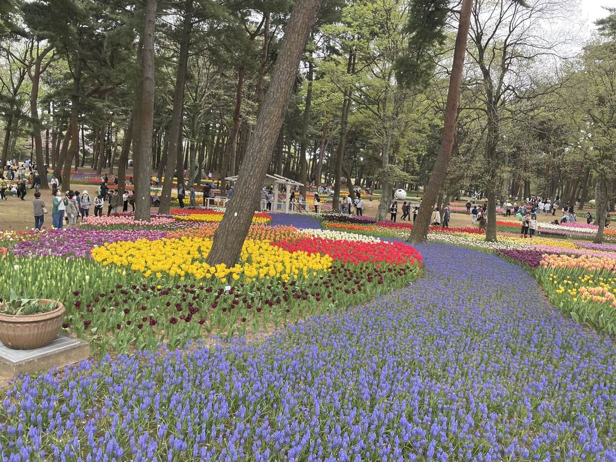 国営ひたち海浜公園では、今まさにネモフィラの見頃真っ最中。茨城を代表する花絶景スポットです。ニュースなどで多く取り上げられていますが、ぜひ直接その様子を見てみてください。 #ヒミツのイバラキ #茨城 #茨城県 #ibaraki #ネモフィラ #花 #flower #花絶景 #絶景 #ゴールデンウィーク #gw