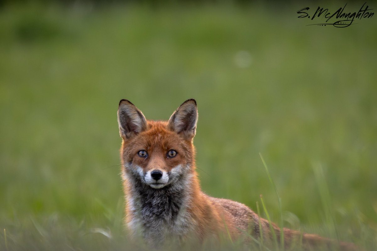 Another blank looking for owls close to home , but I stumbled on this young fox . I think it saw me 😂
@teesbirds1 
@teeswildlife 
#FoxOfTheDay 
@BBCSpringwatch 
@bbcwildlifemag