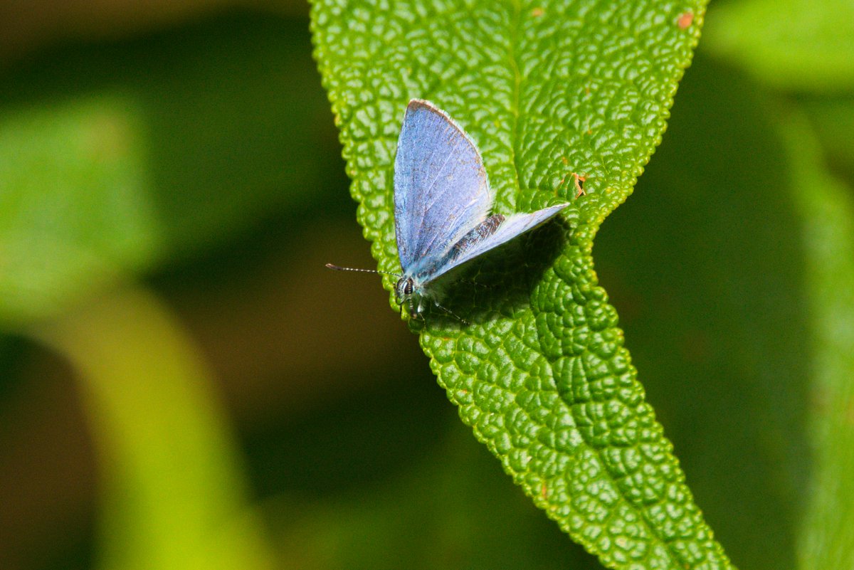 Seen this Holly Blue Butterfly at Figgate Park this afternoon, stunning wee thing. #butterfly #Edinburgh @savebutterflies @FiggatePark