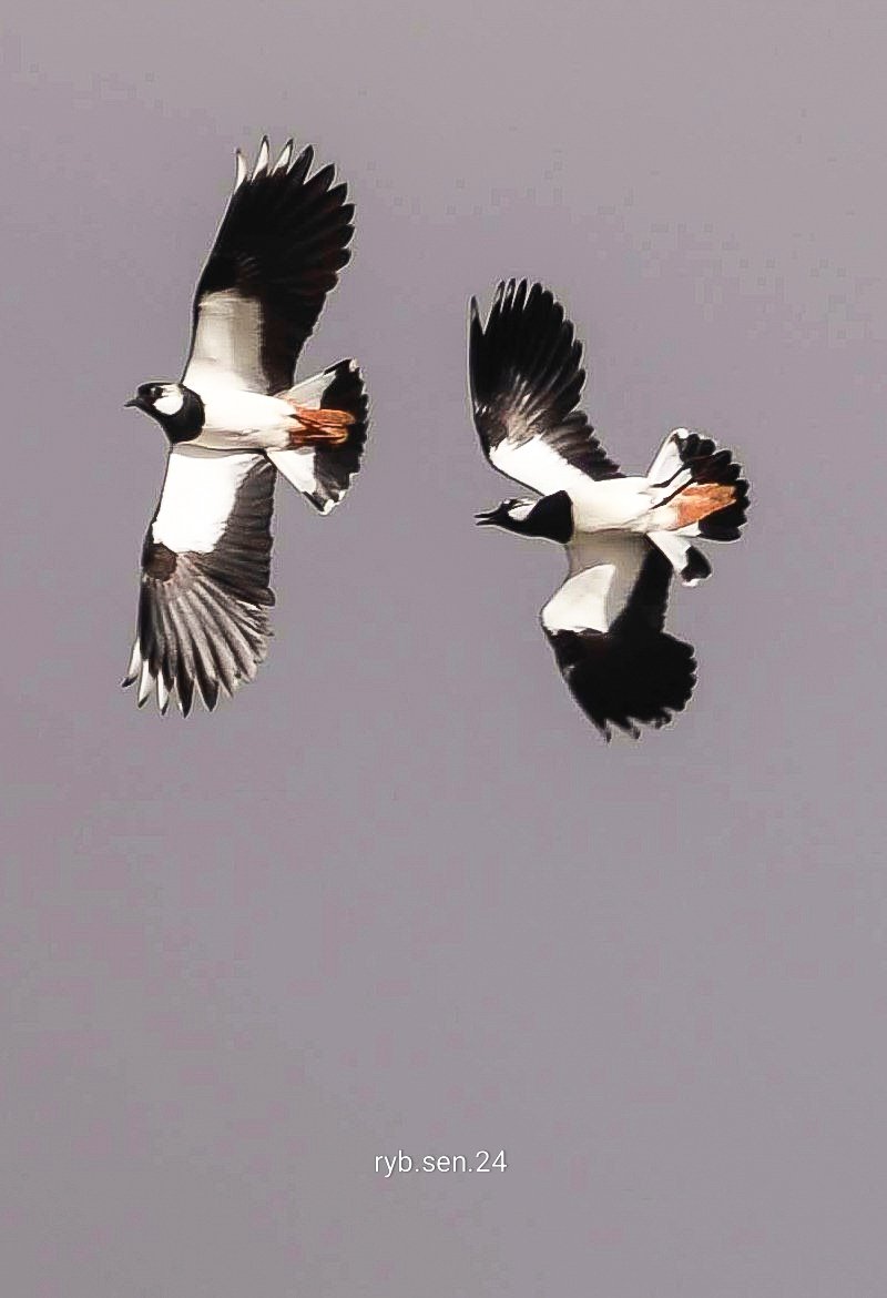 #UptonWarren 
#Worcestershire 
Lapwing ballet...