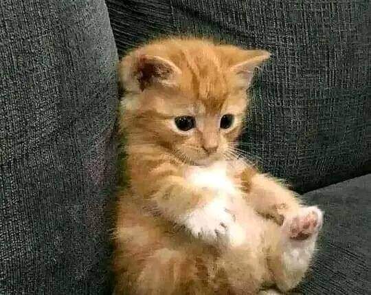 mostafaharbok98's tweet image. ـ عمالة تطفشي في العرسان ليه !؟ 
لو مستنية ابن وزير عرفيني !
= لا 
 - أمال إيه ؟؟
مستنية الملتحي الذي من النساء يستحي ..!