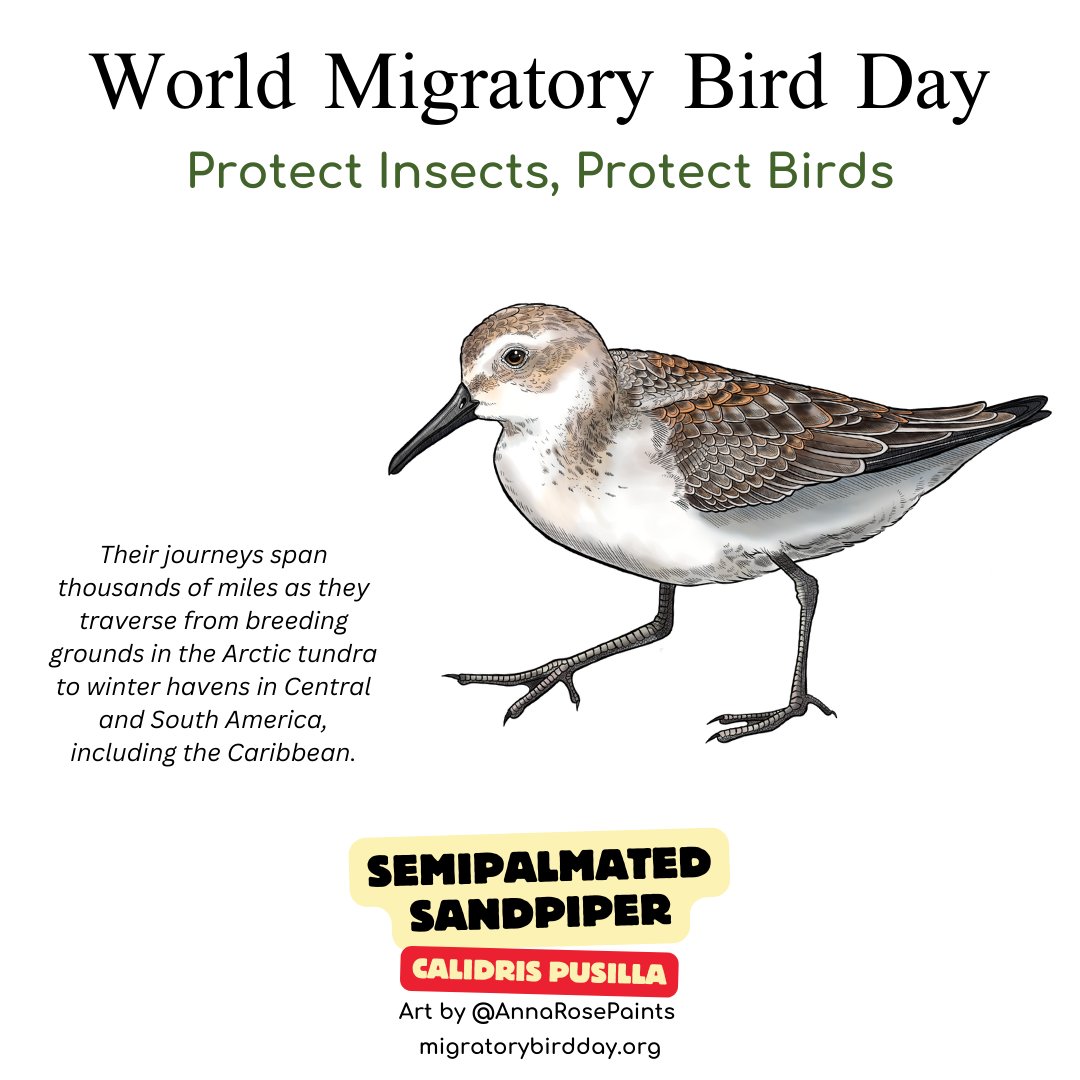 The Semipalmated Sandpiper is a small but mighty wader that undertakes epic migrations across the Americas. #wmbd #worldmigratorybirdday #DMAM #wmbd2024 #protectinsectsprotectbirds #dmam2024