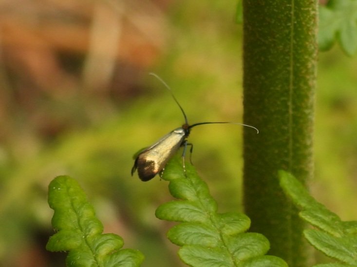 Despite the cold and wet weather, a few Green Long-horn moths (Adela reaumurella) were still about this morning on Beeston Common