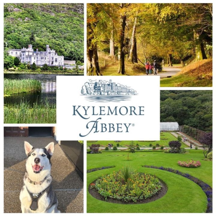 🐾 The 1,000 acre Kylemore Abbey & Gardens Estate is a pawsome #dogfriendly destination with woodland strolls, lakeside vistas, & one of Ireland’s largest Victorian Walled Garden 😍 🌟 Tail-wagging adventures await! kylemoreabbey.com/things-to-do-i… #KylemoreAbbey #Galway @Kylemore