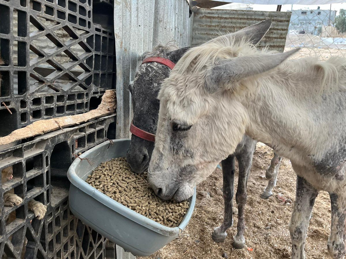 Our donkey Malak when we found her in December vs Malak now 😍🫏 animalsaustralia.org/appeal/donate-… paypal.com/paypalme/HelpS…