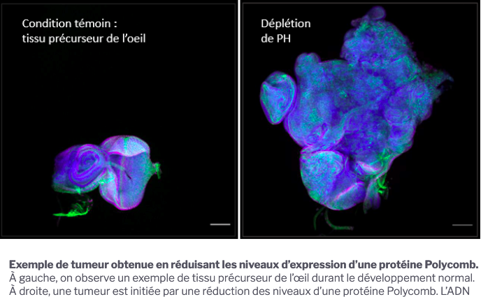 Découverte chez la drosophile de cancers d’origine épigénétique sans mutation de l’ADN cnrs.fr/fr/presse/deco… via @CNRS + Transient loss of Polycomb proteins is sufficient to induce an irreversible switch to a cancer cell fate in Drosophila nature.com/articles/s4158… via @nature