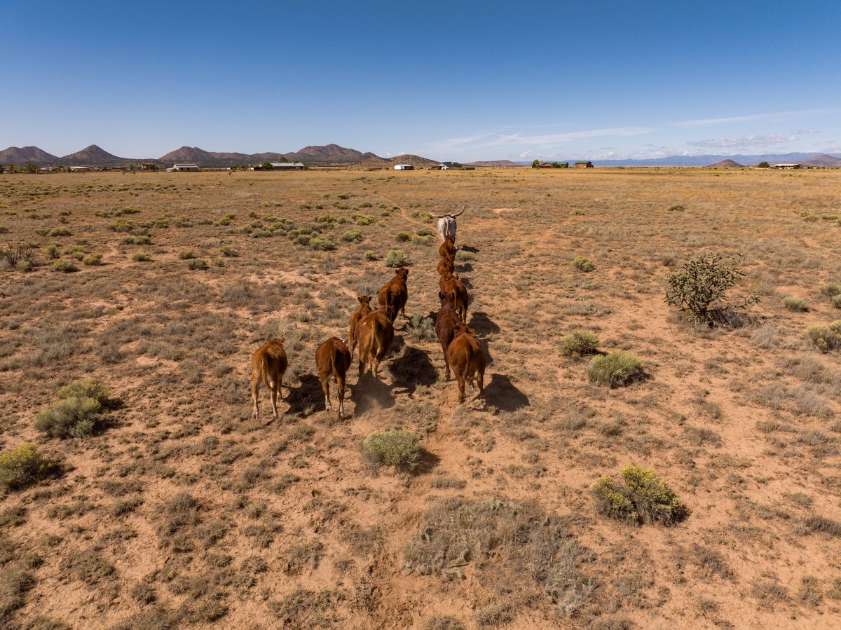 reaofnm's tweet photo. 265 Acres For Sale in Santa Fe,NM
https://t.co/a3Ia7E2Dto
#landforsale #ranchforsale #SantaFe #NewMexico #nmland #equestrianpropertyforsale #vacantlandforsale #investment #buynow #RANCHO #Cattleland https://t.co/LWcy9kDo4M