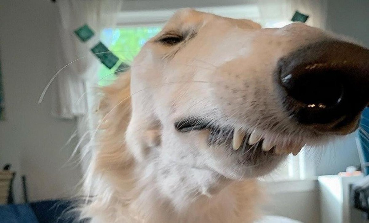 pistachqueue's tweet image. Pistach mal o vontre