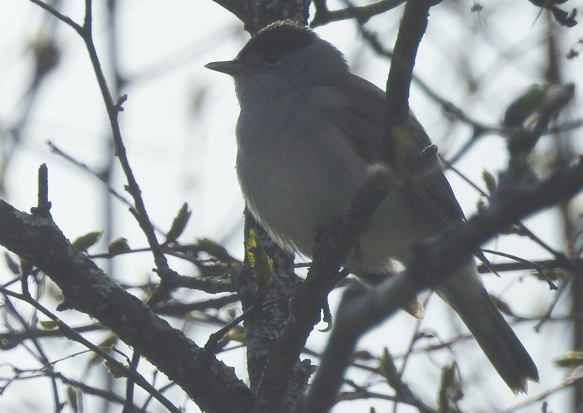 Blackcap at Ralia on the way today