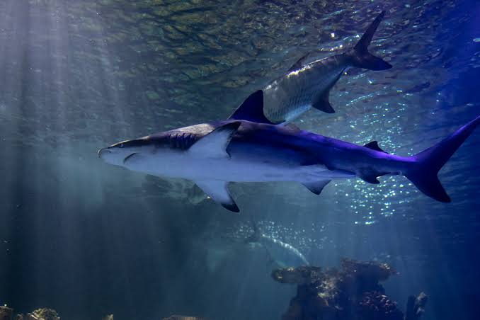 Saben cuántas peceras tiene el acuario Inbursa que se encuentra en la alcaldía Miguel Hidalgo?
7 put@as peceras con tiburones nadando. 

Esto es insultó, se imaginan cuántos litros de agua hay en cada pecera ? 

Aquí algunas de ellas