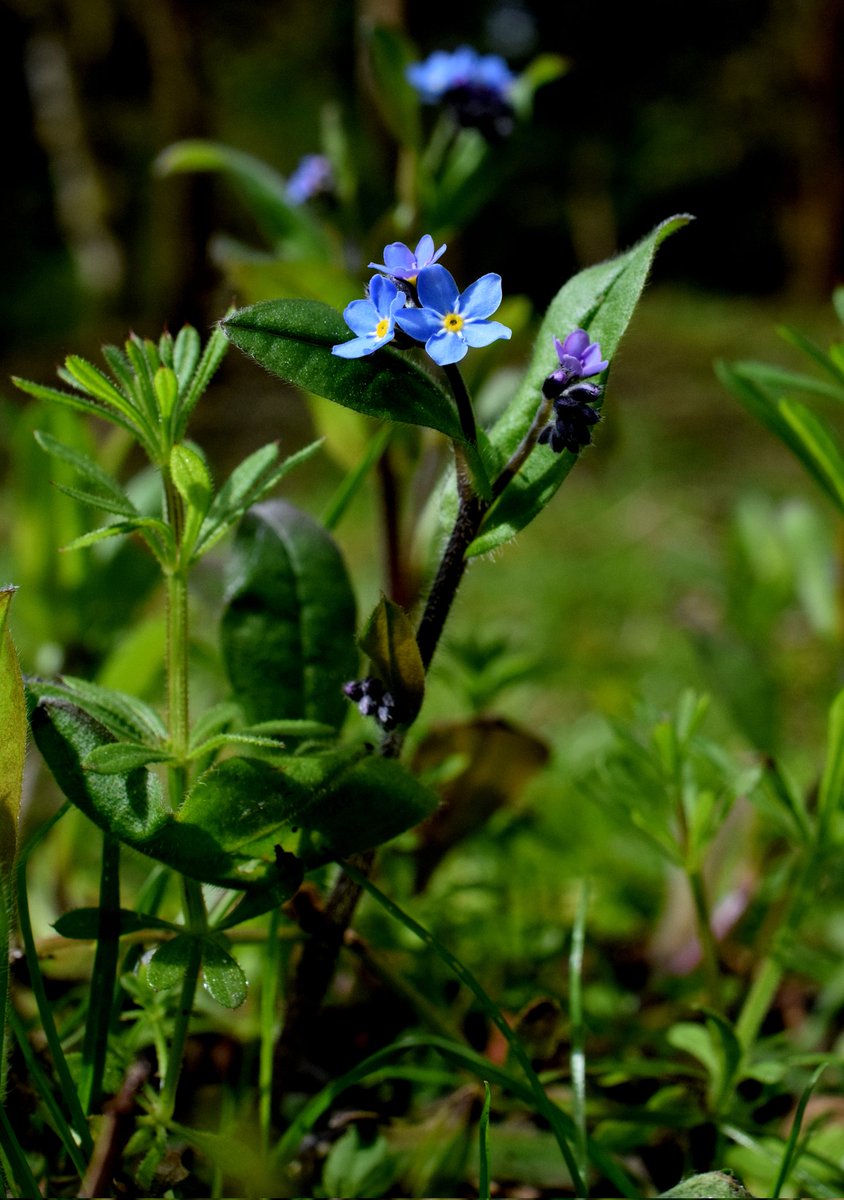 First Wood Forget Me Nots..deep in the glen. #flowerphotography #botanising #forgetmenot #EdinburghPhotographer