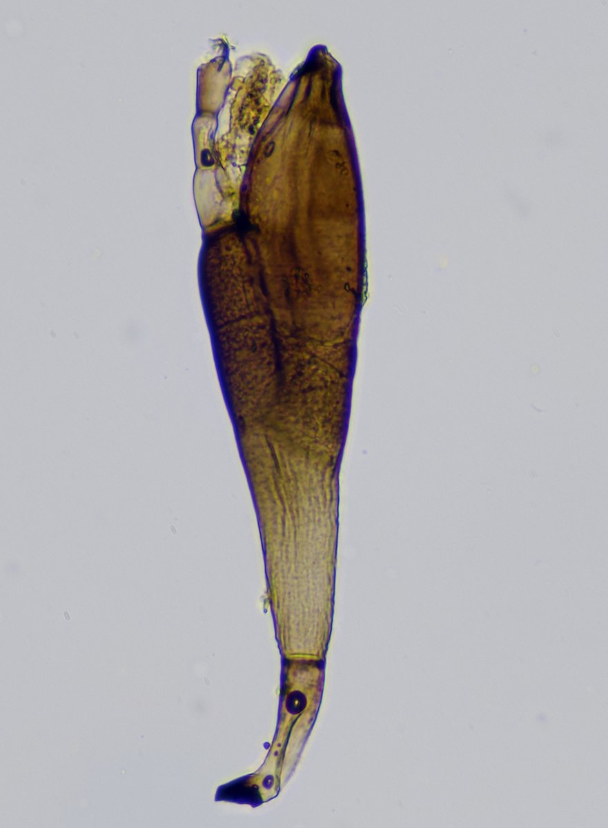 Bembidion dentellum covered in what I think is likely to be Laboulbenia vulgaris. @dhaelewa @TimothyJonas