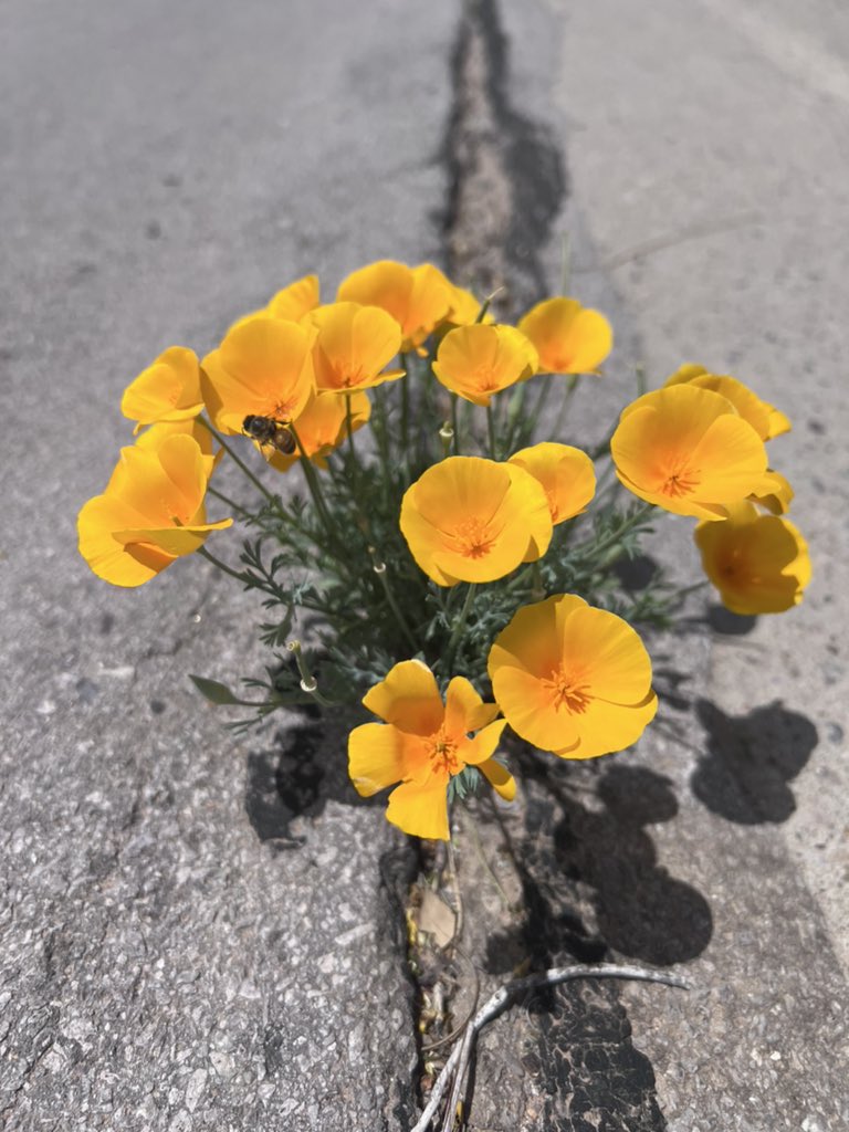 The “famous” Las Cruces poppies…growing through the asphalt. #NewMexico