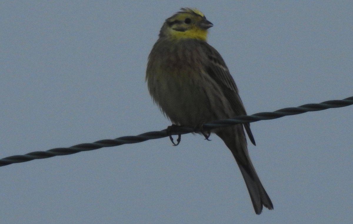 Yellowhammer this evening