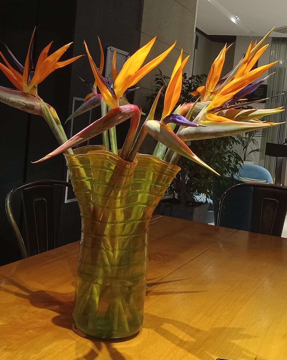 The bird of paradise; the crane flower - Africa diaries #Africa #Flowers