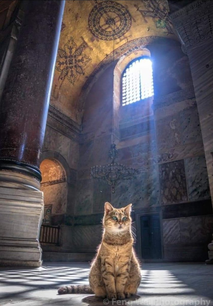Gli, the famous late resident cat of the Hagia Sophia.❤🐈 Photo credit: Feng Wei Photography. #Caturday