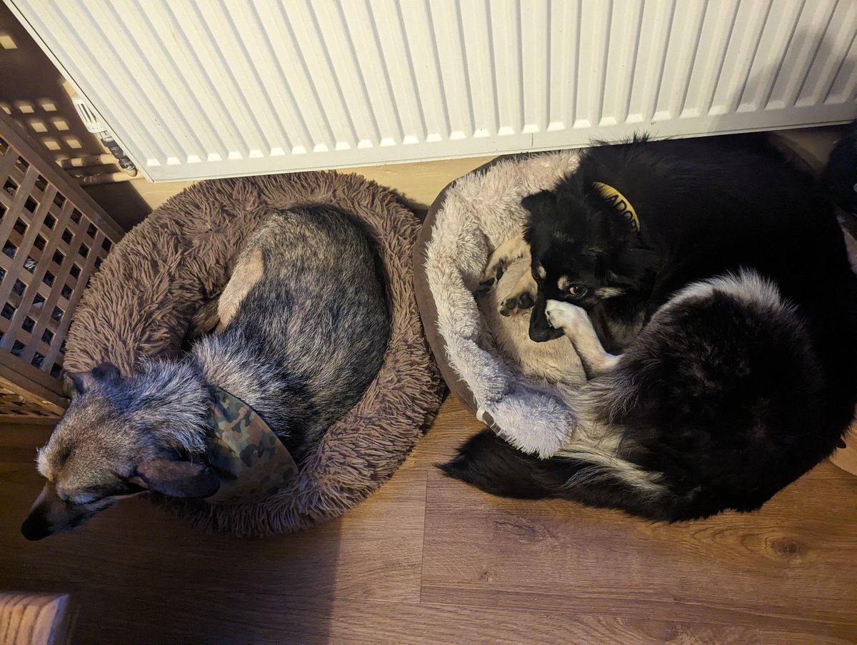 More progress. Brian joined us in the snug for a while while we watched some TV. He happily settled on a bed next to Gizmo. #FosterDog #AdoptDontShop