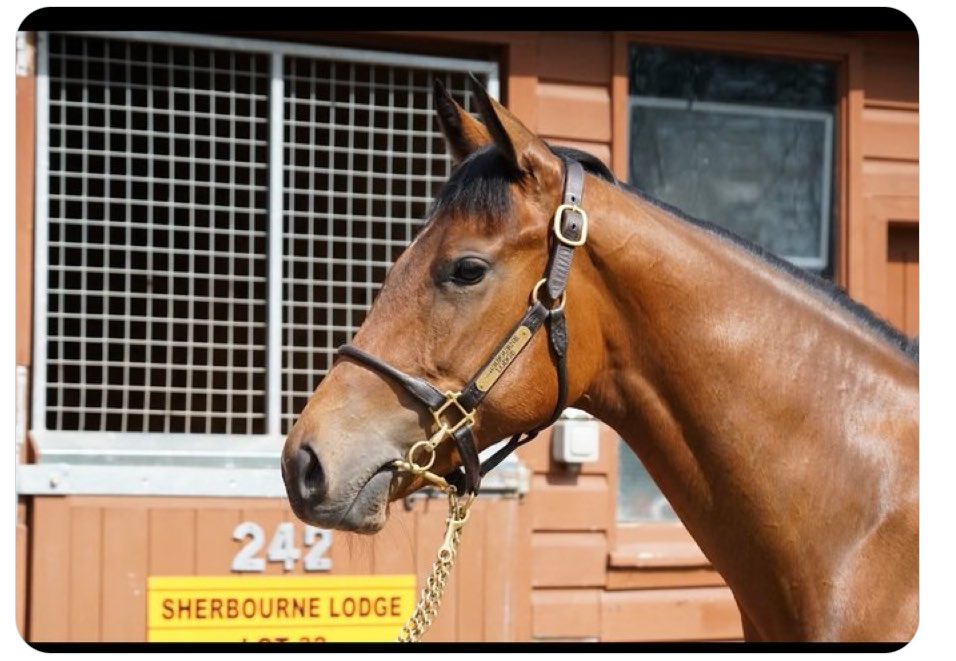 So Obsessed wins again 👏🏻 congratulations all connections ⁦@MarcoBotti⁩ ⁦@ajay_anne⁩ from #SherbourneLodge ⁦⁦@BrzUps⁩ ⁦@Tattersalls1766⁩ 🍾