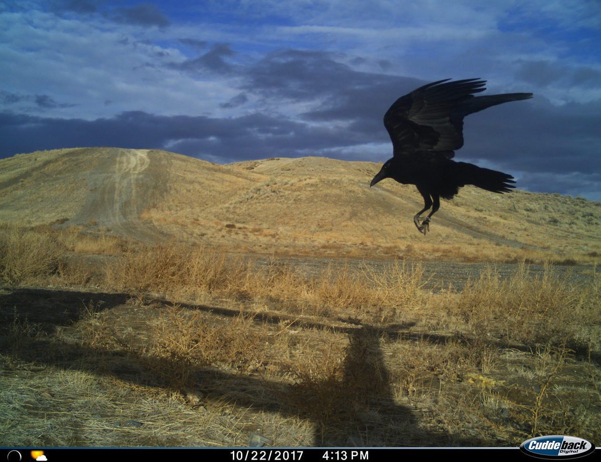 trailcam tweet media