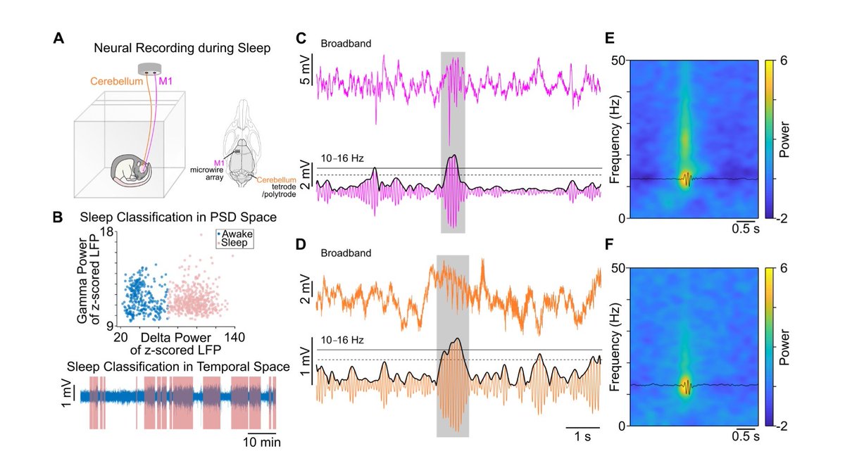 (1/6) Excited to share new work from lab that investigated sleep spindle oscillations in motor cortex (M1) &amp; cerebellum (CB) longitudinally as rats learned a motor task – published in #eNeuro <a href="/SfNJournals/">SfN Journals</a> ; first authors: @draabbasi &amp; P.Fleischer eneuro.org/content/early/…