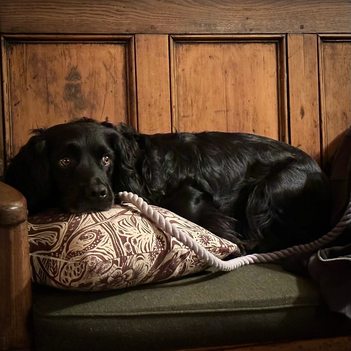 Happy Saturday from this week's #WoofWednesday star, Milo the #CockerSpaniel. As you can see, he's pretty at home at The Red Lion 😃.