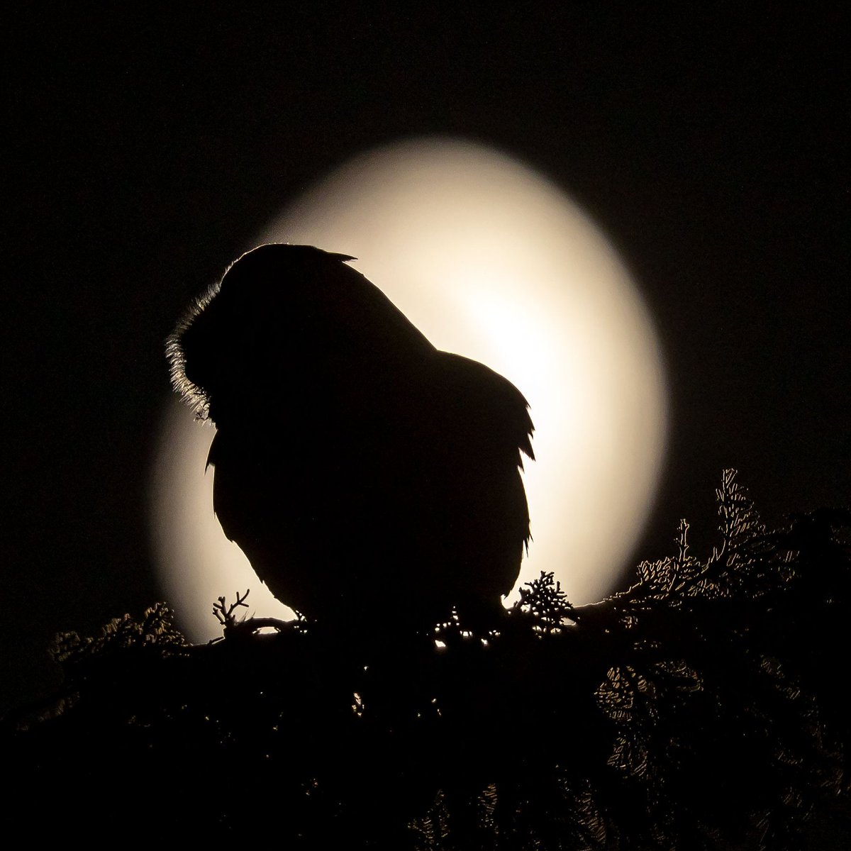 Kulaklı orman baykuşu » Long-eared Owl » Asio otus Ay ışığında fotoğrafını çekmek için yıllarca beklemem gerekti 🙂 #hangitür