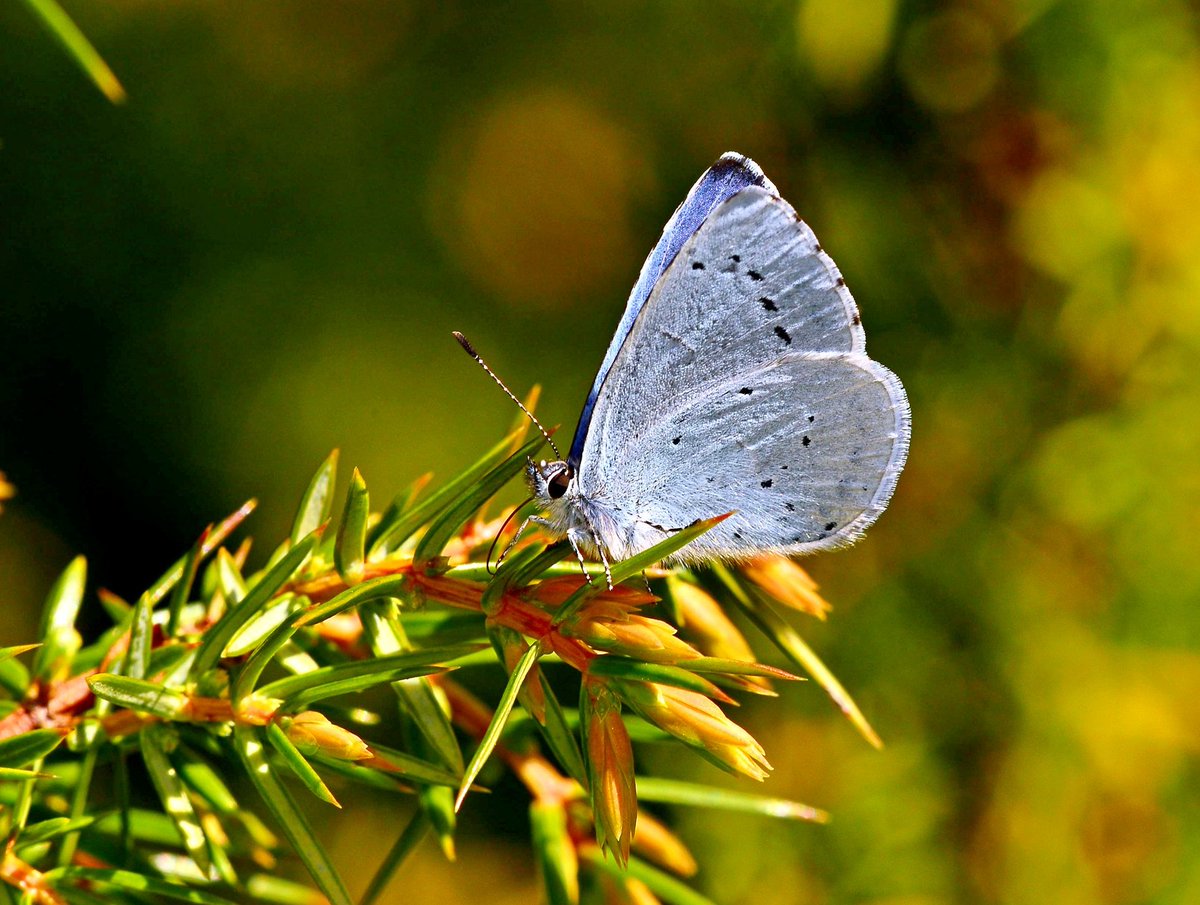 Holy Blue butterfly (Celastrina argiolus) on a Juniper bush yesterday at The Scottish Wildlife Trusts' Bawsinch Nature Reserve, Duddingston. #Butterflies @ScotWildlife