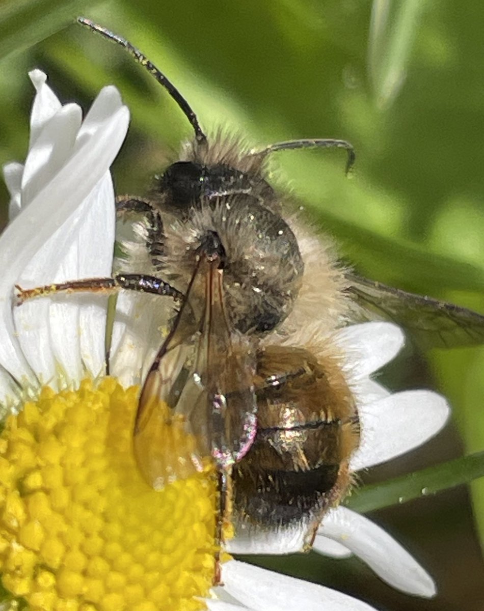 Die Gänseblümchen werden auch gerne von Insekten besucht, hier eine Wildbiene: Rote Mauerbiene (?)