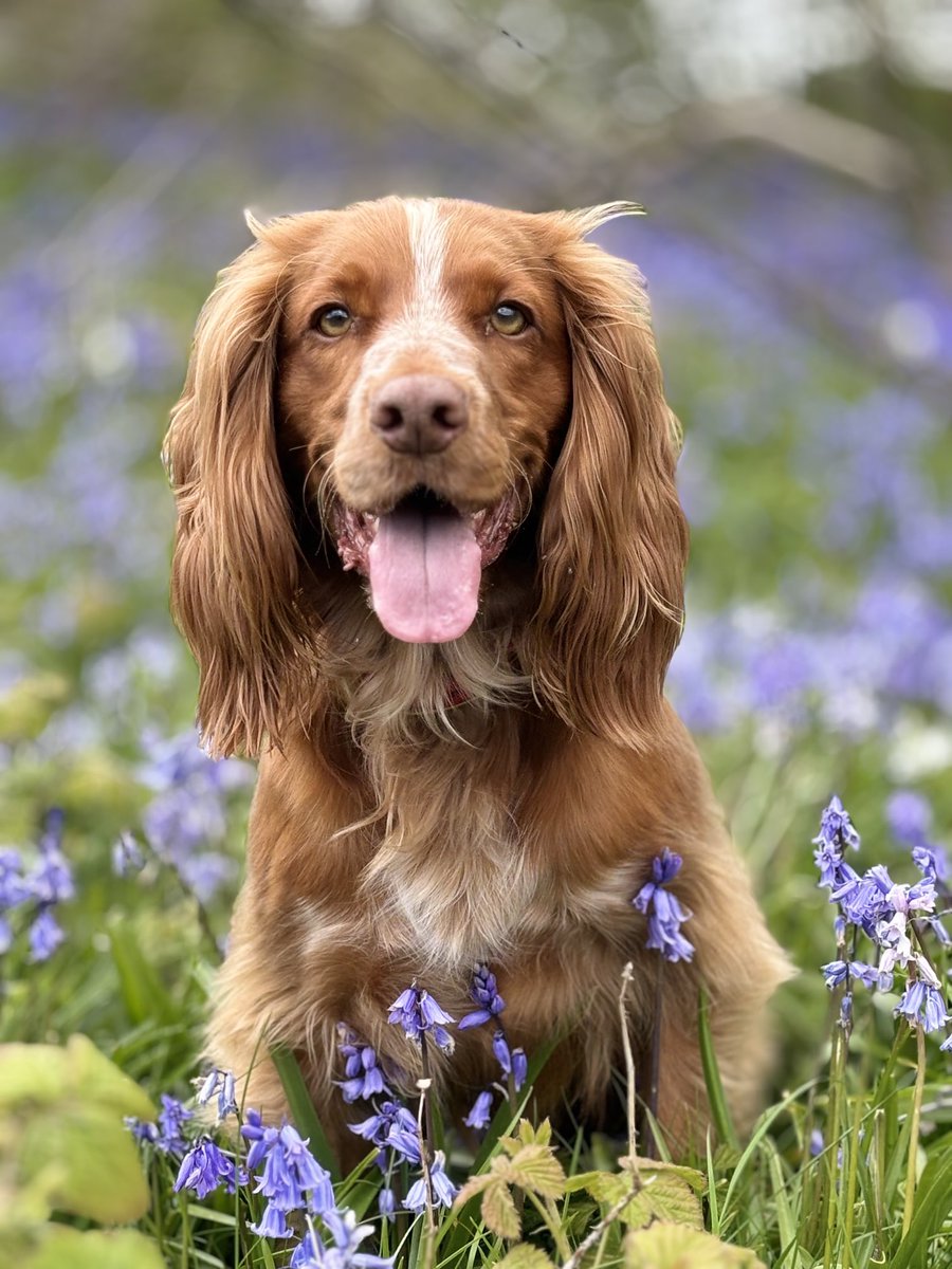 Chris Whitfield (@cp_whitf) on Twitter photo My boys today. Hopefully we have broken the back of winter π My boys today. Hopefully we have broken the back of winter π