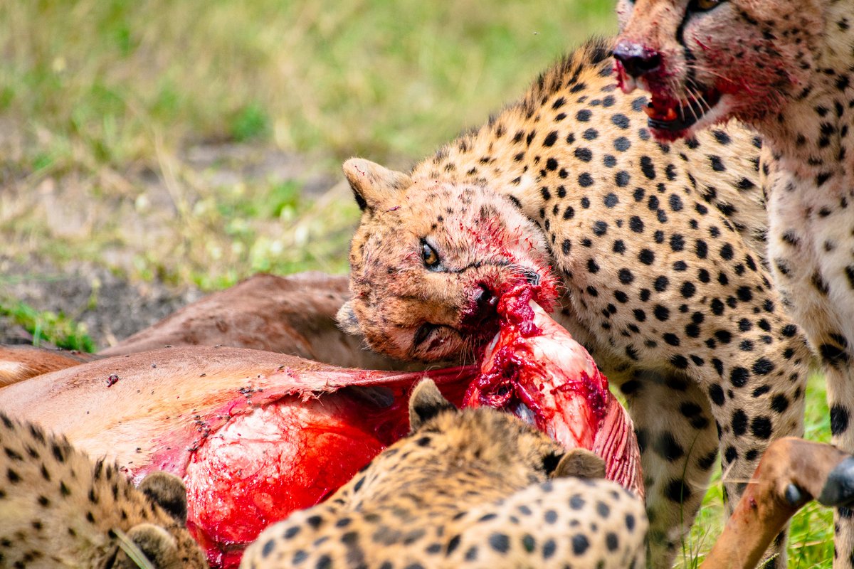 Tano boras, the massive hunters of their regime | Masai Mara | Kenya #discoverwildpaws #cheetah #endangered #earthfocus #wildlifes #cheetahs #tanobora #bigcats #liveforthestory #africanadventure #kenya #bownaankamal #cheetahlover #biosapiens #bbcwildlifemagazine #forestofficial…