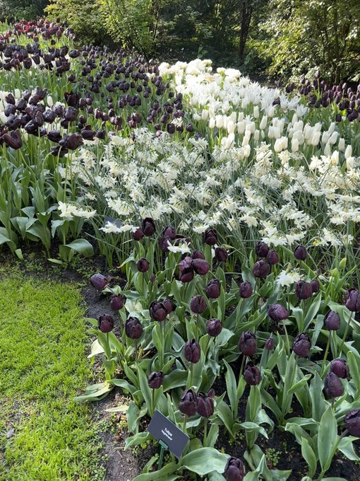 Keukenhof https://t.co/9GTQgWc4fX<a href="/tag/apclips"class="tags"><span>#apclips</span></a>
