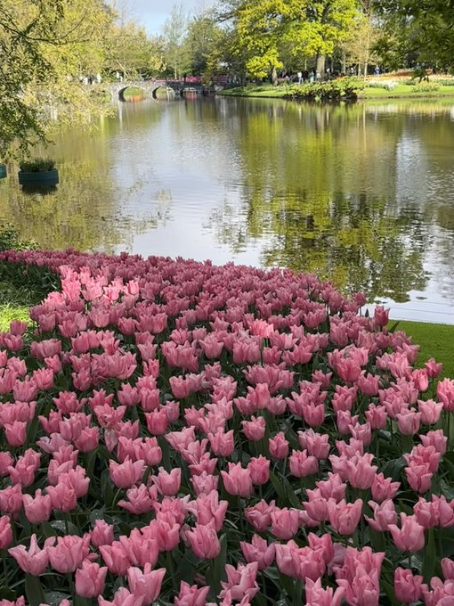 Keukenhof https://t.co/9GTQgWc4fX<a href="/tag/apclips"class="tags"><span>#apclips</span></a>