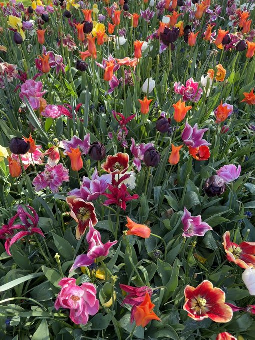 Keukenhof https://t.co/9GTQgWc4fX<a href="/tag/apclips"class="tags"><span>#apclips</span></a>