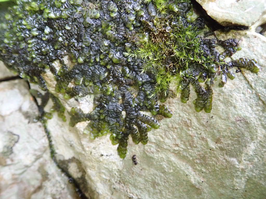 Many wonderful bryophytes were seen at the Devon Bryophyte Group meeting in Torquay today, most of which defeated my limited photography skills, but this Marchesinia mackaii was more obliging