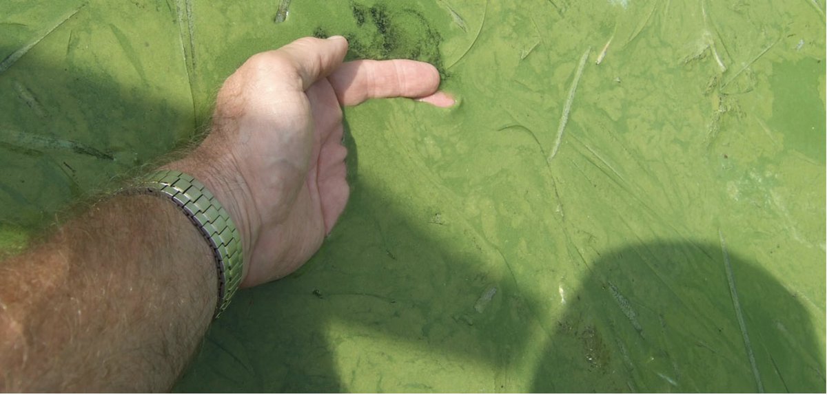 Concerned about #toxicalgae? Join us on Monday for the East Coast premiere of Green Tide. @EnvironmentMA is co-hosting and I'll be leading a discussion afterward. Get tix here: belmontworldfilm2024.eventive.org/schedule/green…
