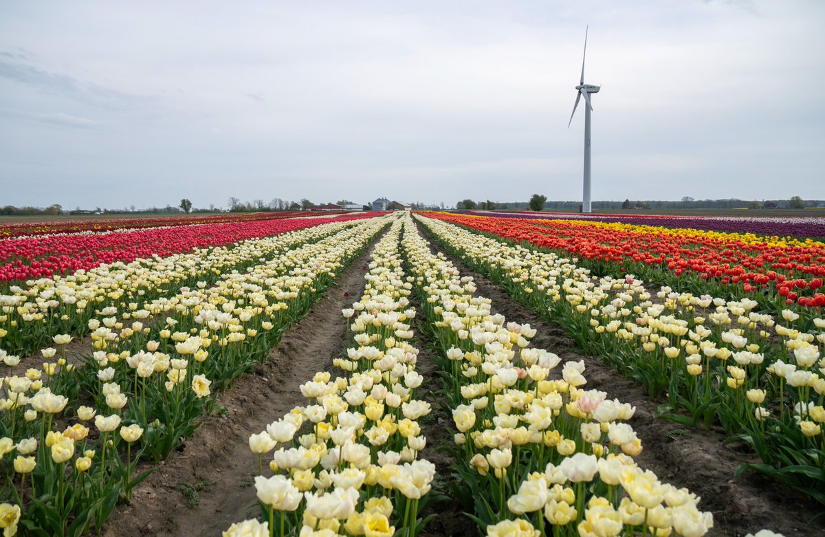 A tulip field. We have a few tulip fields in DK🌷

#Denmark #SonyAlpha #NaturePhotography #photooftheday #April27th #SaturdayVibes #SaturdayMood #Saturday #flowersonfriday #Flowers #FlowerOfX #Tulips 

📸Dorte Hedengran