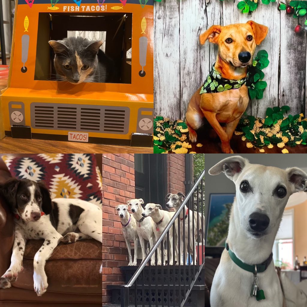 Post a picture with your dog(s) that doesn’t involve shooting them and throwing them in a gravel pit #RIPCricket