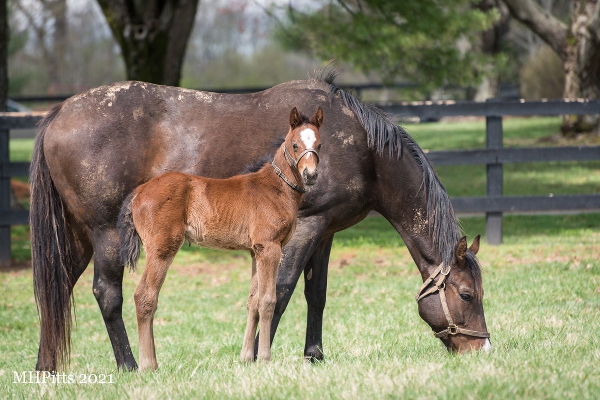 WILL TAKE IT (Tapit x Lady Take Charge) broke his maiden today at Oaklawn! Congratulations to all of his people, and way to go!