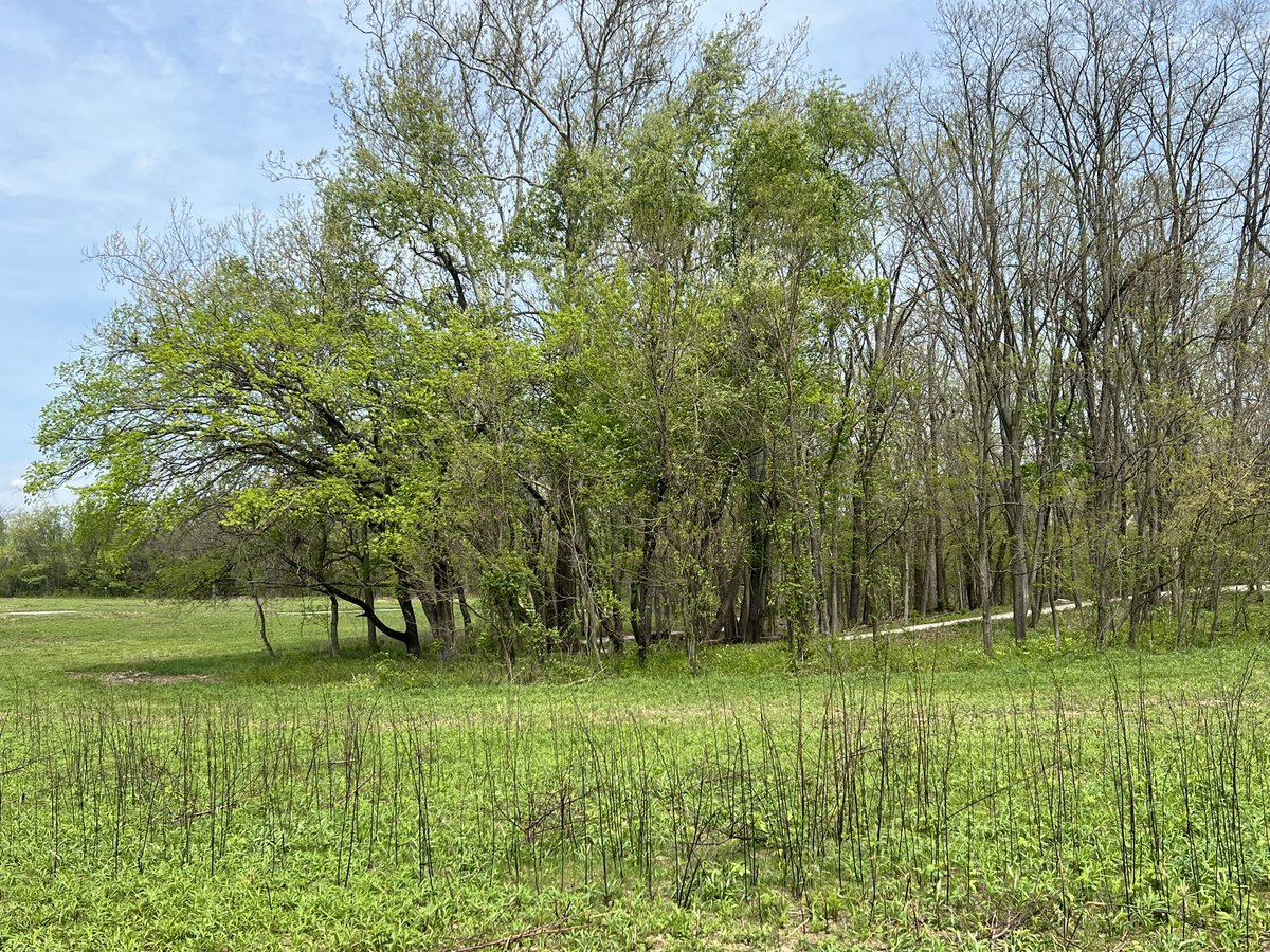 One of my favorite Saturday activities is a simple walk through one of the local parks here. As I stepped out, I decided to reverse my usual direction around one loop. It’s an interesting exercise. (Thread) #ResistanceUnited #DemVoice1