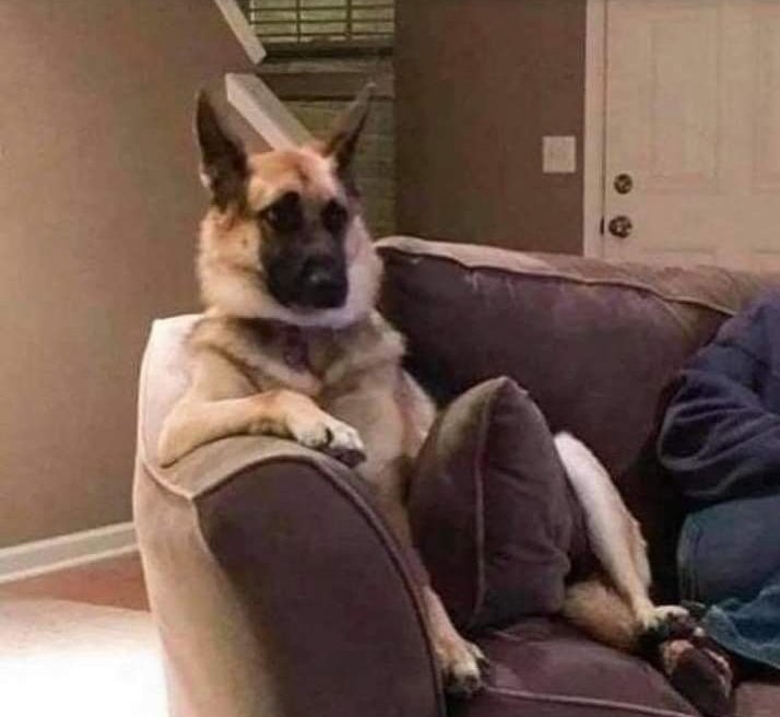 Other people: 'I do NOT let my animals on the furniture' My dog: