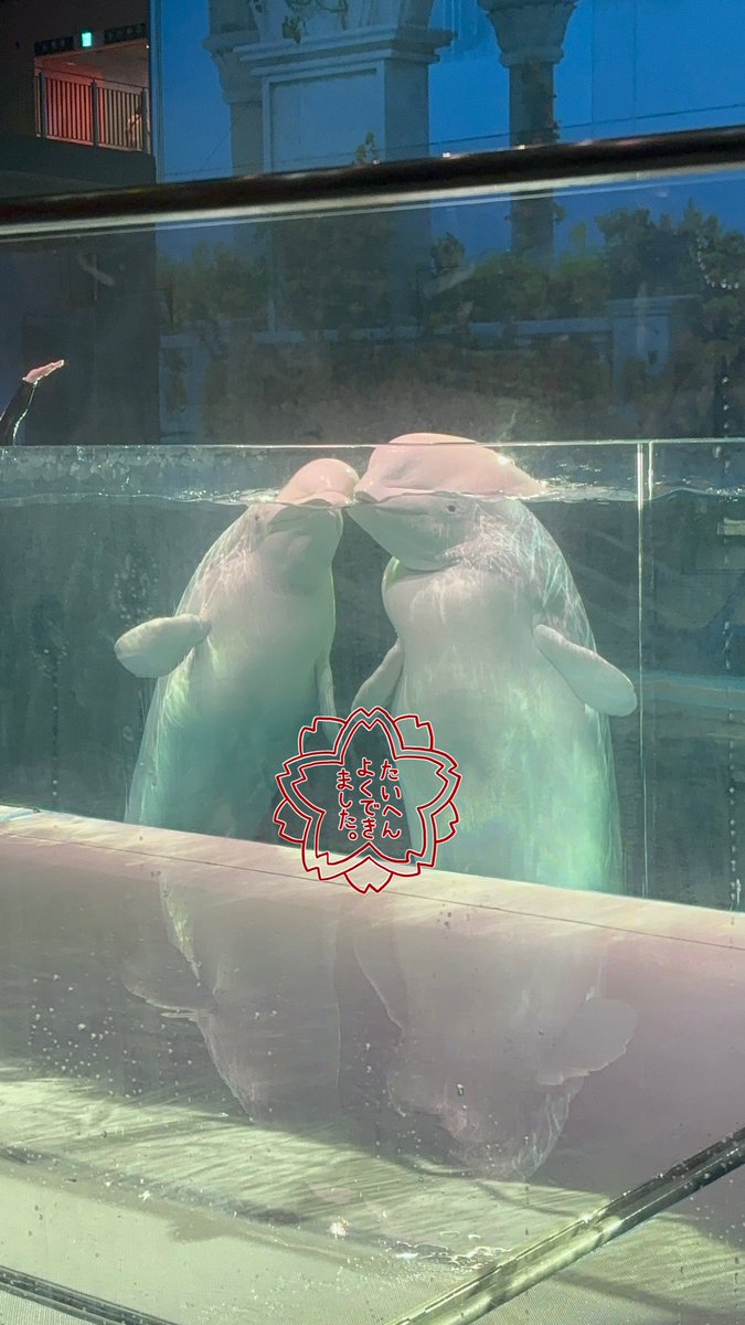 im4or0's tweet photo. 久しぶりに水族館とやらに行ってきた🙃 https://t.co/8r9yForyce