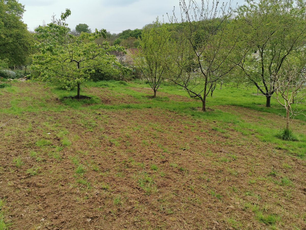 intrepidjanner's tweet image. The recently sown wildflower seeds are starting to germinate down on Woodcroft Community Orchard. A little more sunshine would work wonders 🙏☀️🌷🌸🌺🌷🌼 #wildflowers @avonwt