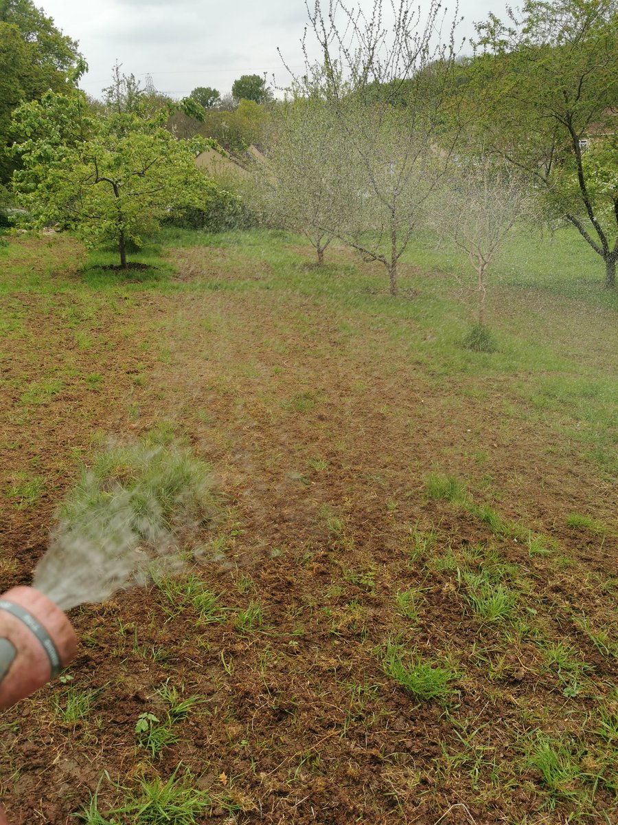 intrepidjanner's tweet image. The recently sown wildflower seeds are starting to germinate down on Woodcroft Community Orchard. A little more sunshine would work wonders 🙏☀️🌷🌸🌺🌷🌼 #wildflowers @avonwt