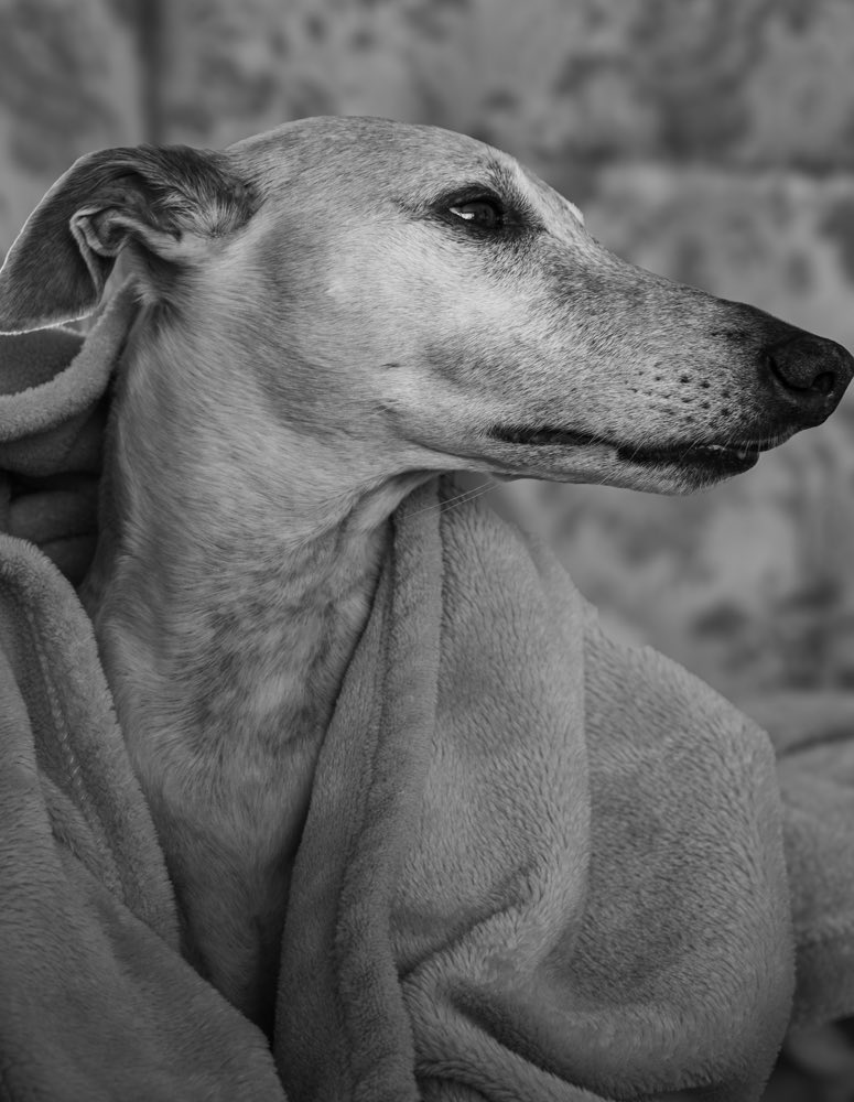 morkthewhippet's tweet image. #whippets #dogs