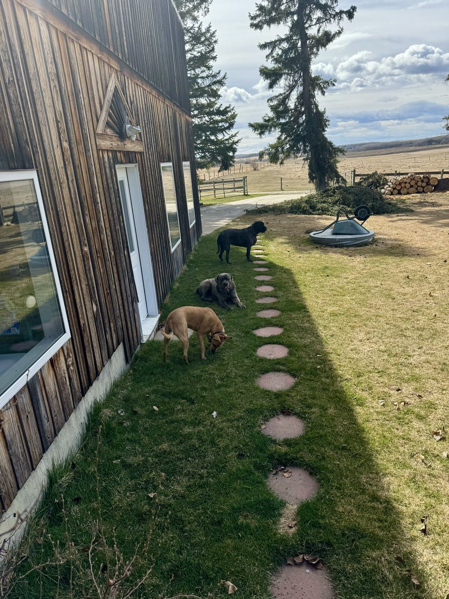 Oliviasky148485's tweet image. Just lonely with my dogs 🐕